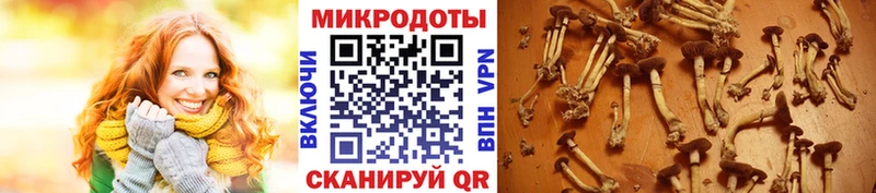 Псилоцибиновые грибы Psilocybine cubensis  Нарьян-Мар 